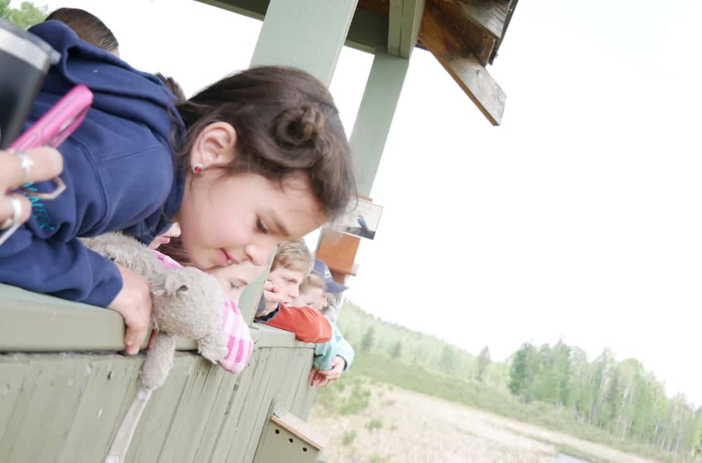 Young girl looking over wooden barrier at wildlife below