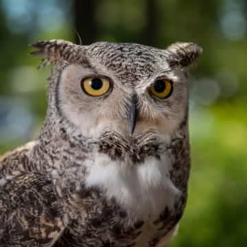 Otis the great horned owl