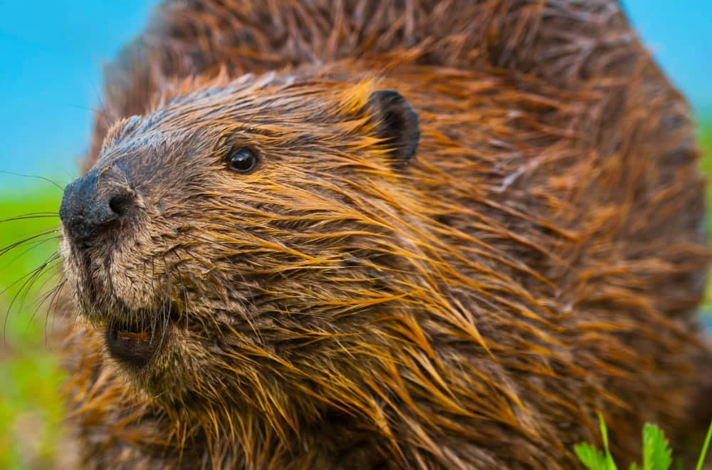 A wet beaver amongst the grass