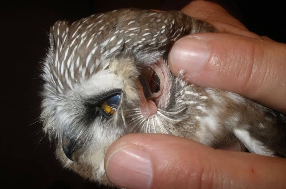 Close up of an owl's ear