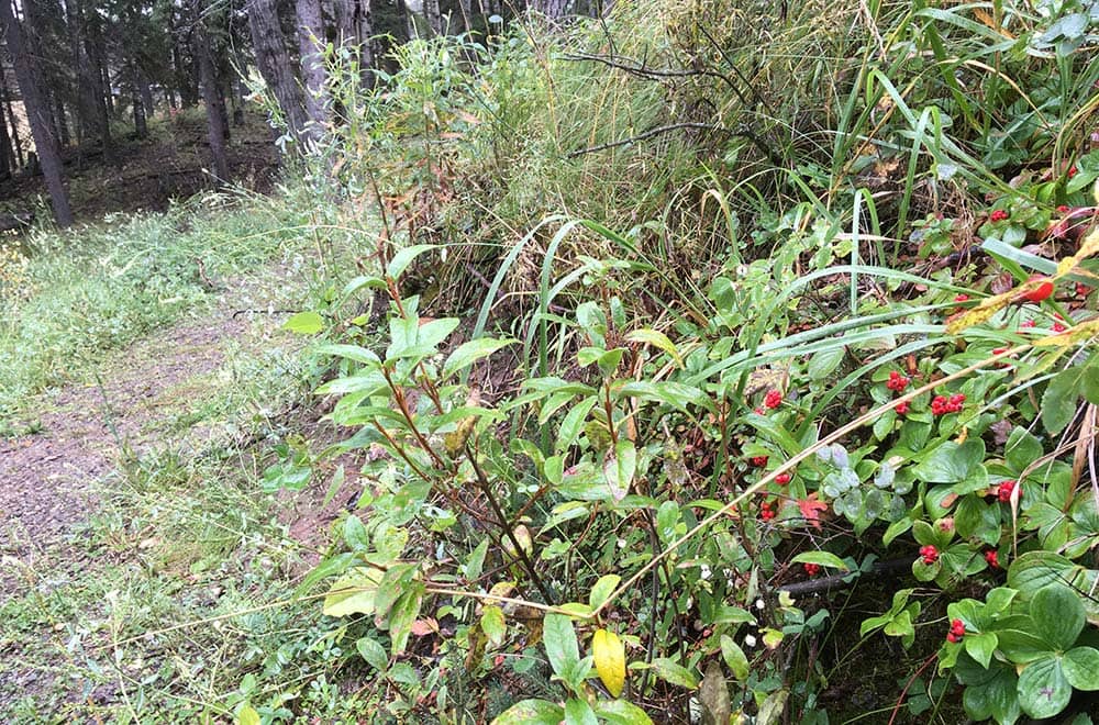 Plant life along trails