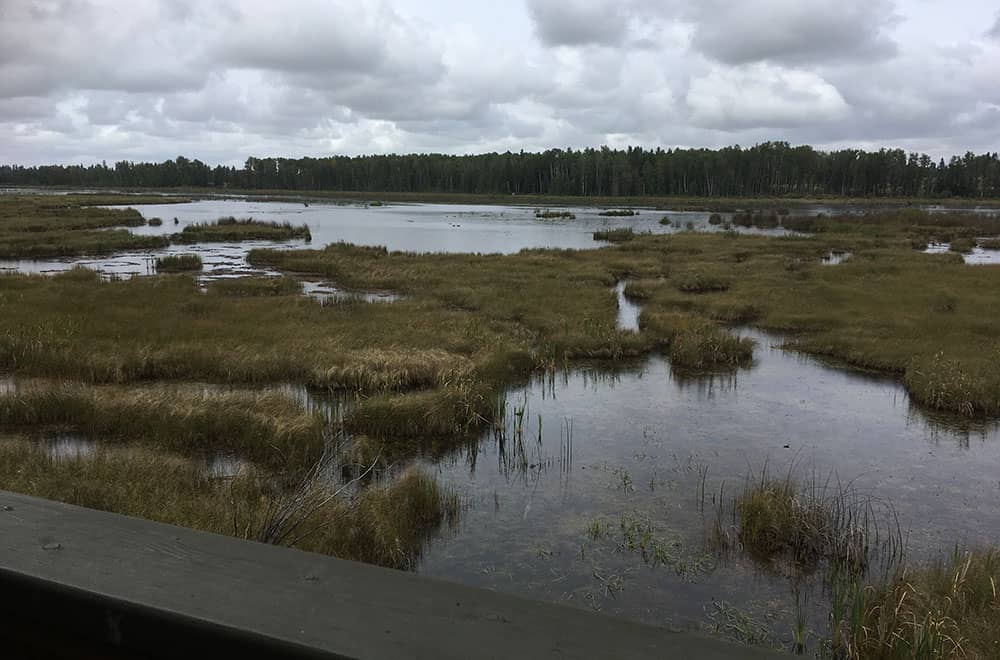 View of wetlands