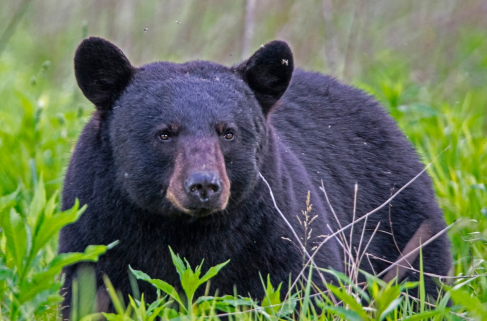 Black bear