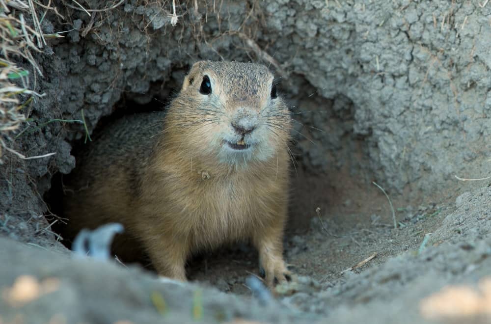 Gopher