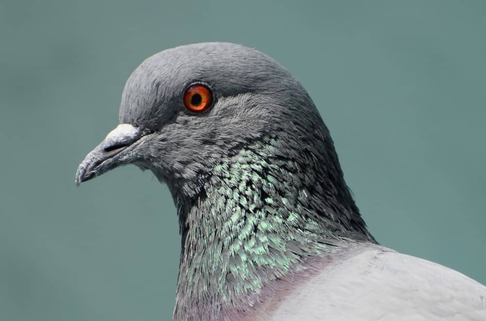 Pigeon