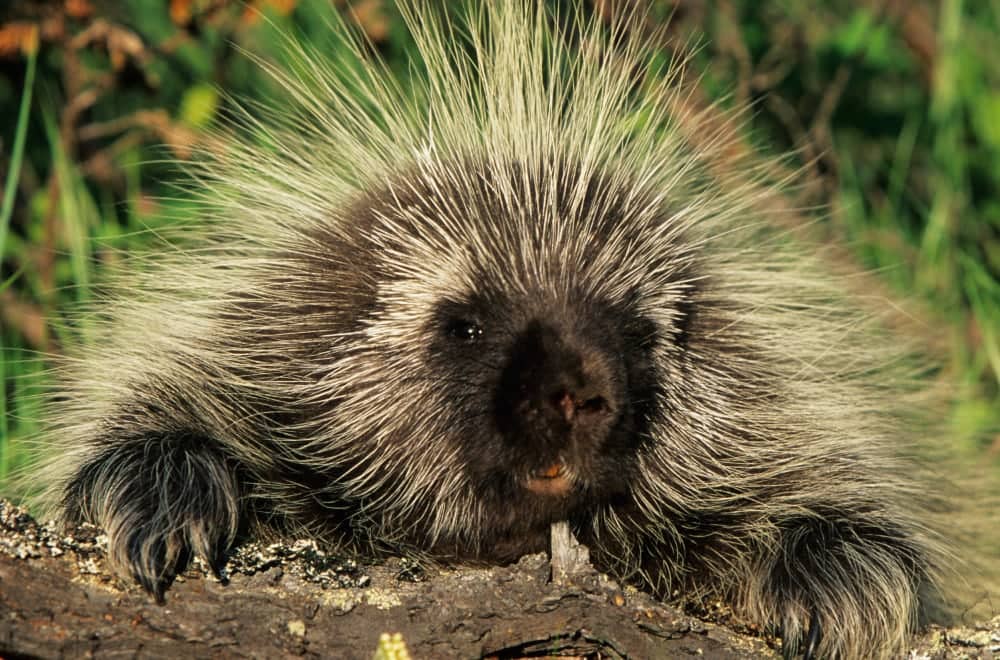 Porcupine