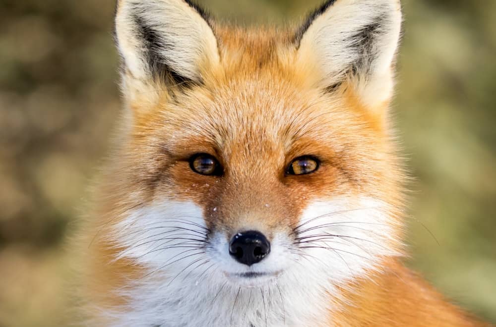 Red Fox