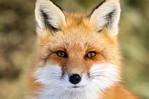 Red fox