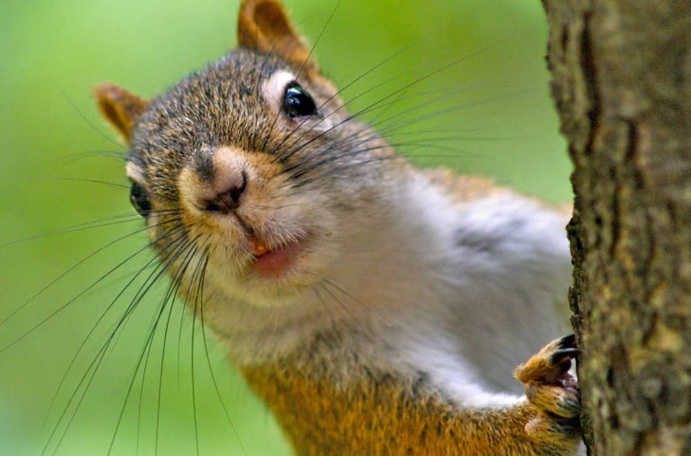 Red Squirrel