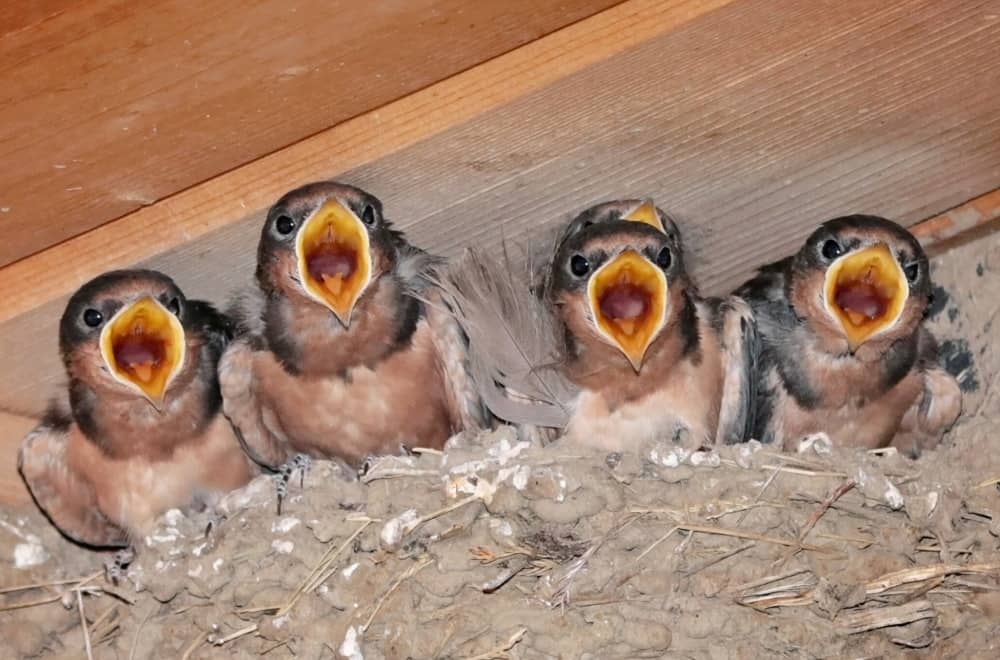 Swallows